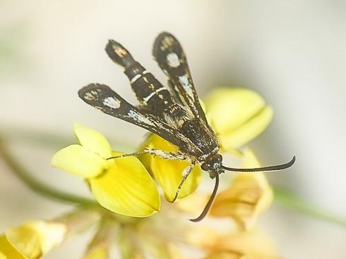 Chamaesphecia sp.